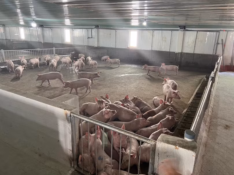 Bầu Đức đặt niềm tin vào nuôi heo và trồng chuối Bầu Đức đặt niềm tin vào nuôi heo và trồng chuối