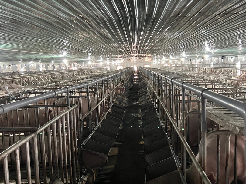 Việc HAGL "đến" với heo, nhất là heo ăn chuối đều là cái duyên