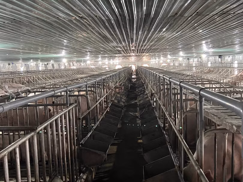 Việc HAGL "đến" với heo, nhất là heo ăn chuối đều là cái duyên