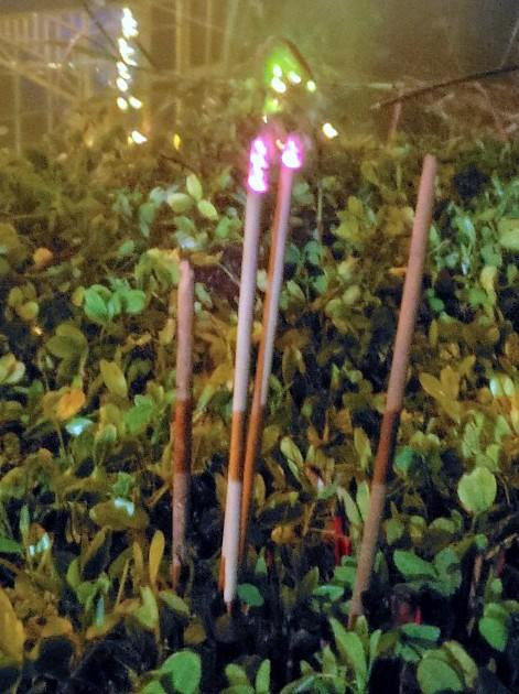 Sáng sớm, lương y Nguyễn Trọng Thi đã xuống vườn hoa cạnh hồ cá thắp hương cầu may cho cuộc thi diễn ra suôn sẻ.