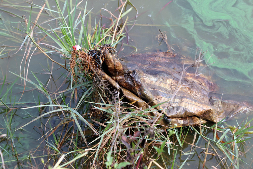Cần thủ đầu tiên móc trúng... bao xi măng.