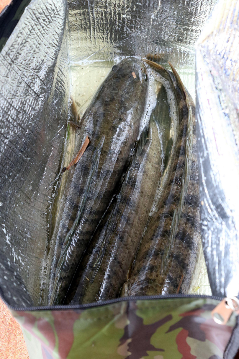 Ba con cá to nhất đã câu được. Theo đánh giá của Ban Tổ chức lượng cá lóc câu được ở Hồ Tứ Liên 2 là khá tốt, vì cá lóc là cá săn mồi rất khó câu. Khác với các loại cá khác có thể dùng thính thả trước và cá tập trung vào đó.