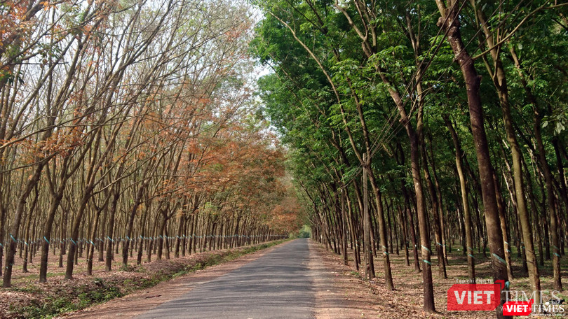 Rừng cao su Tây Ninh năm 2018 (Ảnh: NVCC)