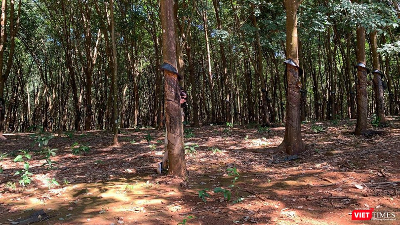 Rừng cao su Việt Nam (Ảnh: Thanh Hằng)
