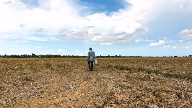 Cánh đồng khô nứt nẻ tại tỉnh Sóc Trăng vào tháng 5/2019.