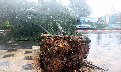 Bão Usagi làm một người chết, hơn 50 nhà bị sập