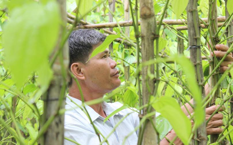 Ông Đào Văn Cấp (xã Bà Điểm) là một trong vài hộ dân còn giữ lại được khu vườn trầu. Ảnh: Nguyên Vỹ