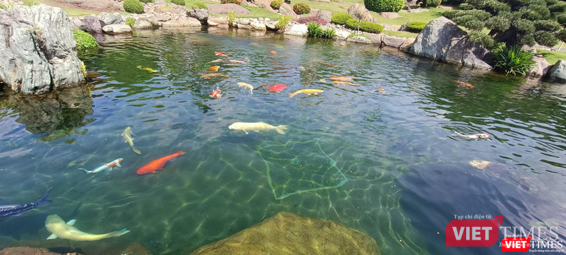 Với những giống cá Koi đẹp và nhiều màu sắc lạ mắt nhập khẩu từ Nhật Bản, đây là điểm đến để check-in của giới trẻ