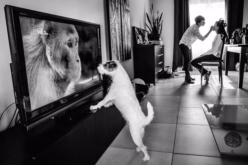 Khi cô dâu và chú rể bị 'cướp' vai chính trong ảnh cưới ảnh 18