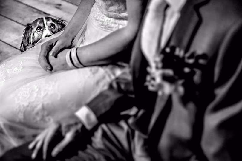 Khi cô dâu và chú rể bị 'cướp' vai chính trong ảnh cưới ảnh 5