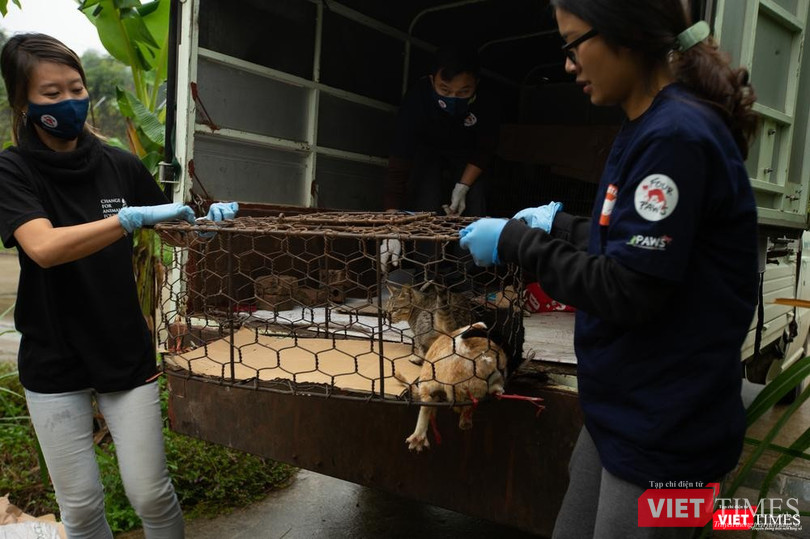 Giải cứu chó mèo khỏi cảnh trở thành món ngon cho một số thực khách