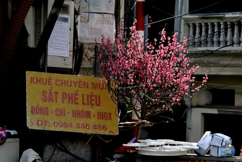 Với nghề mua phế liệu vốn nhem nhuốc, bẩn thỉu, nhưng khi Tết đến, họ vẫn đón Xuân với sự hy vọng: Một cành đào nở hoa!