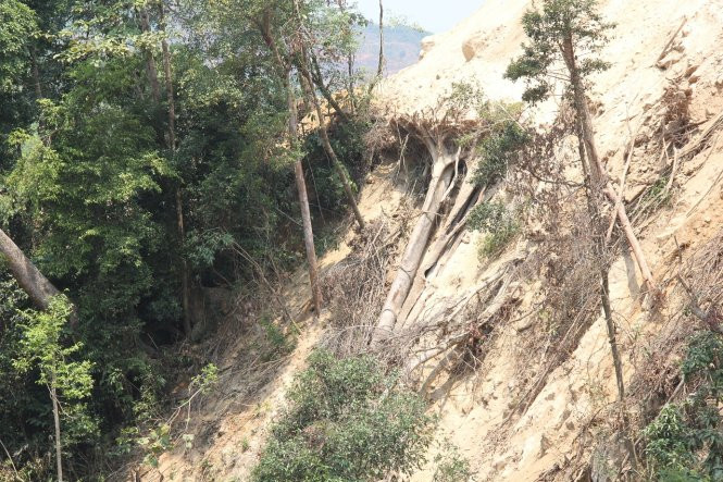 Nhiều cây lớn bị vùi trong đất đá, đơn vị thi công ủi hết xuống bờ taluy âm - Ảnh: Trần Mai