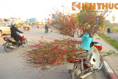 Đào Nhật Tân bán sớm trên đường Yên Phụ (Hà Nội). Đào Nhật Tân bán sớm trên đường Yên Phụ (Hà Nội).