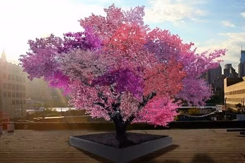 Mô hình cây cho 40 loại quả nở rộ vào mùa xuân.