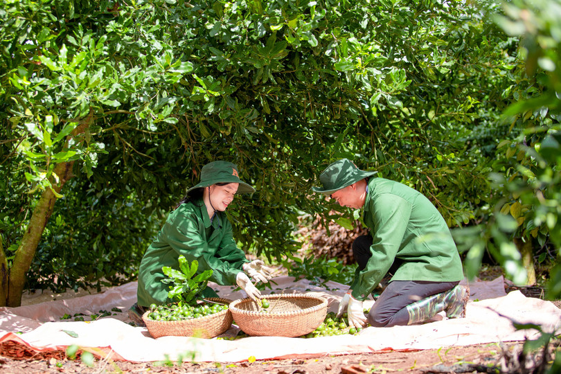 Thu hoạch mắc ca trong vườn nhà ông Cúc Thu hoạch mắc ca trong vườn nhà ông Cúc