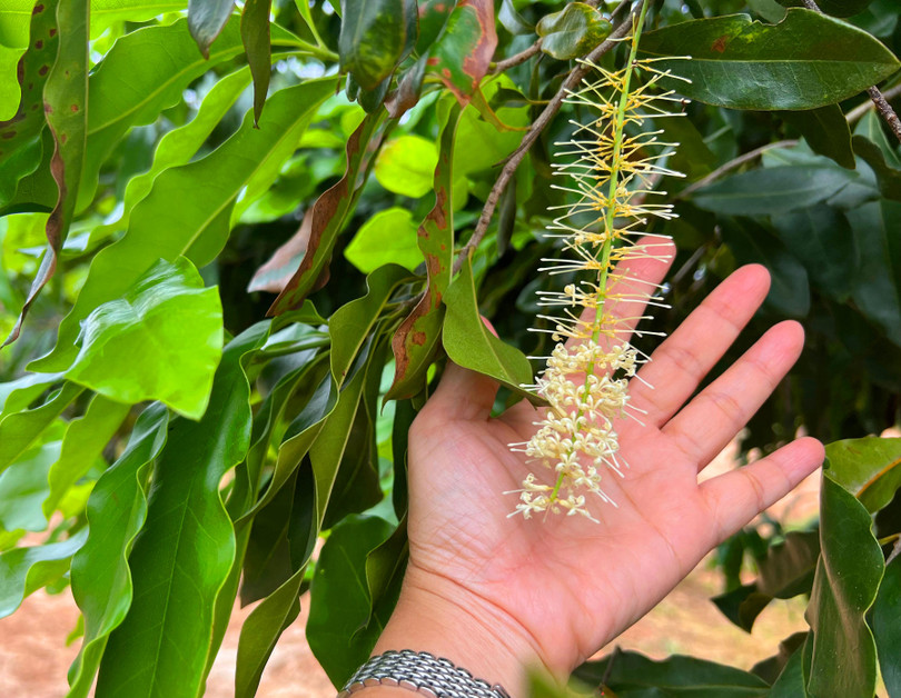 Hoa mắc ca rất thơm, có thể trồng như cây cảnh quan làm đẹp môi trường Hoa mắc ca rất thơm, có thể trồng như cây cảnh quan làm đẹp môi trường