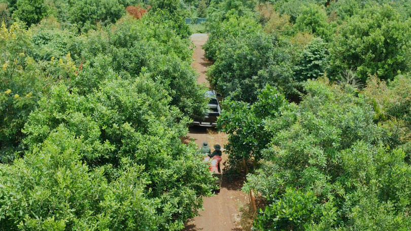 Không có loài cây cho hạt ngon nào lại tạo độ che phủ tốt bằng mắc ca Không có loài cây cho hạt ngon nào lại tạo độ che phủ tốt bằng mắc ca