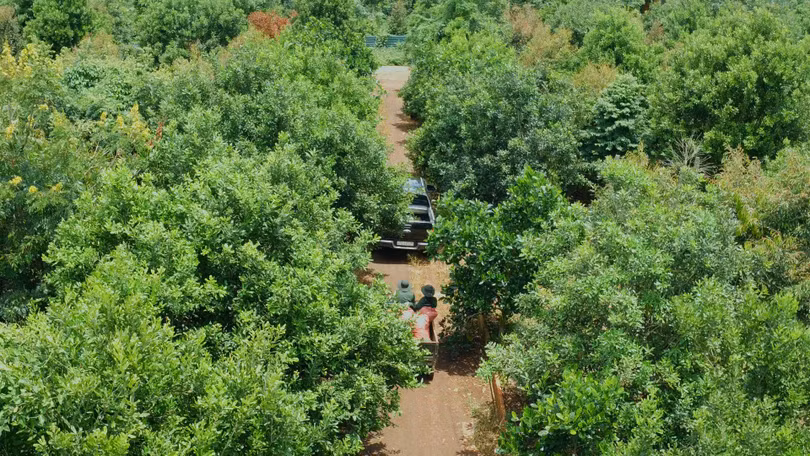 Không có loài cây cho hạt ngon nào lại tạo độ che phủ tốt bằng mắc ca