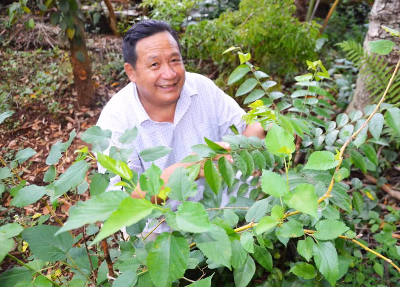 Ngày Doanh nhân, Khăm Phết vẫn chăm sóc vườn cây thuốc