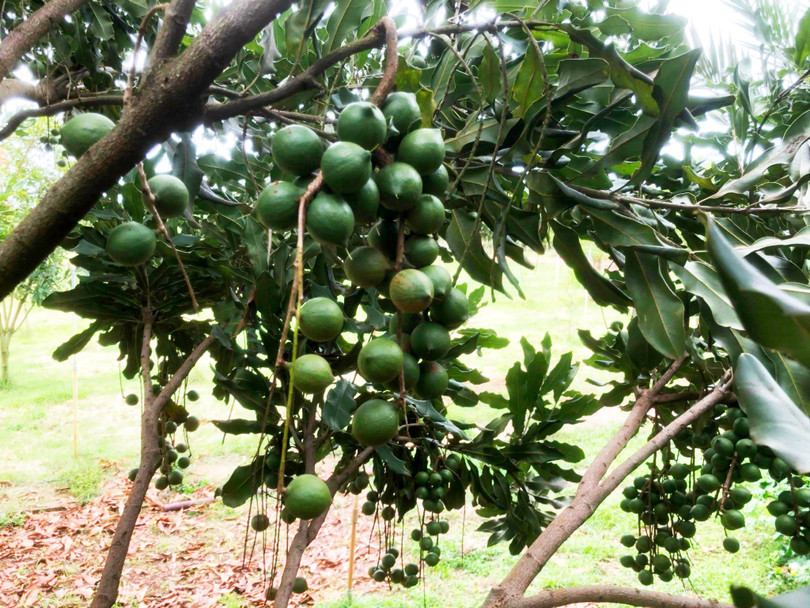 Mắc ca đủ tuổi trĩu trái Mắc ca đủ tuổi trĩu trái