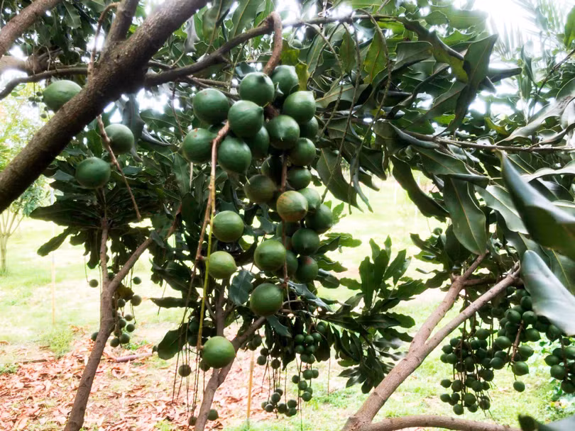 Mắc ca đủ tuổi trĩu trái