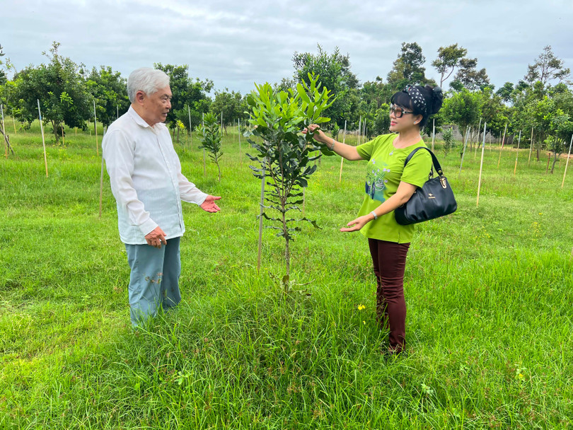 Giáo sư Hoàng Hòe trao đổi với tác giả giữa vườn mắc ca mới trồng Giáo sư Hoàng Hòe trao đổi với tác giả giữa vườn mắc ca mới trồng