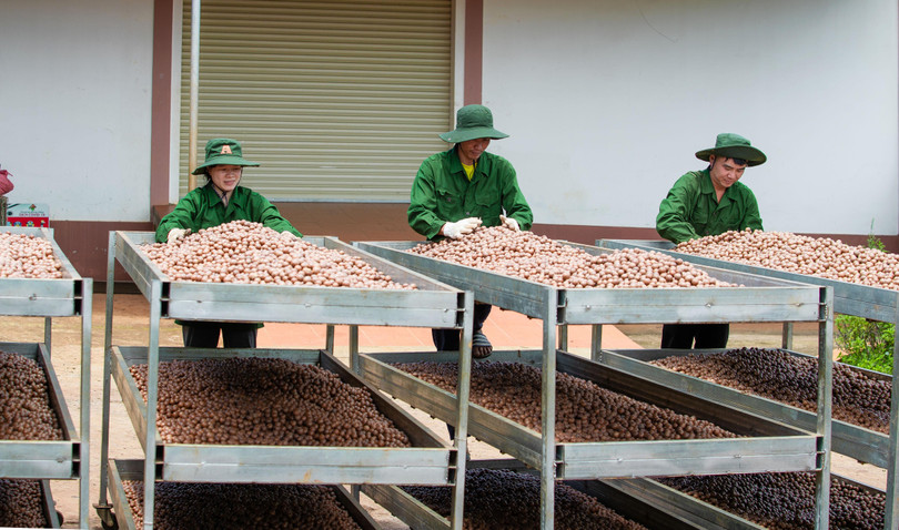 Phơi sấy mắc ca Phơi sấy mắc ca