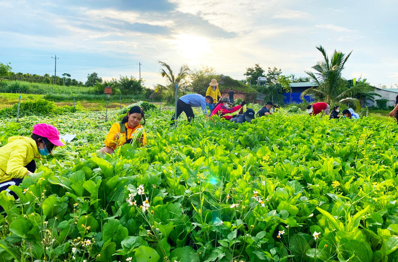 Rau Đắk Lắk được thu hái tặng TP HCM