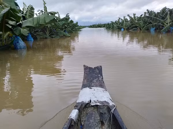 Ông Trời lại làm khó HAGL Agrico: 1.500 ha cây ăn trái ngập lụt trong “hiện tượng thời tiết bất thường chưa từng xảy ra tại Lào"
