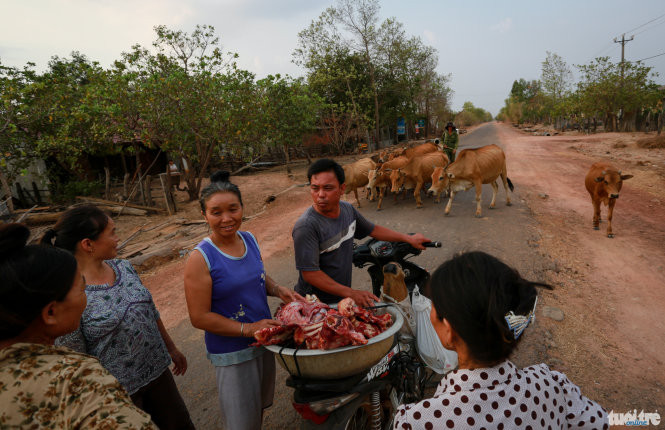 Bò mới chết vì say nắng, thương lái chỉ trả mua 3 triệu đồng nên ông Lê Kỳ Gióng (thôn Vùng, xã Ia Lốp, huyện Ea Súp) xẻ thịt đem đi bán, hy vọng kiếm thêm được tiền bò - Ảnh: Tiến Thành
