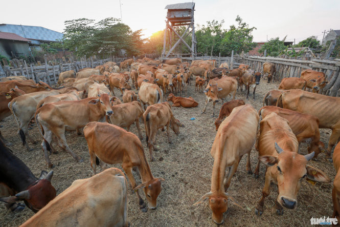 Nắng hạn bò ăn rác, chết hàng trăm con ảnh 2
