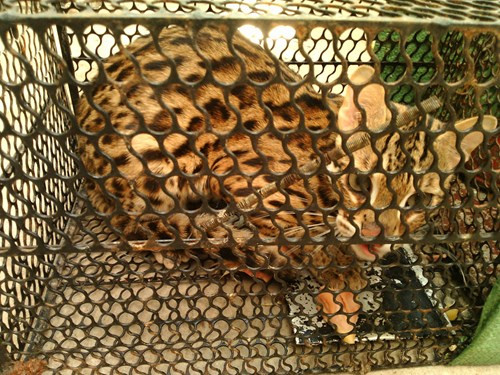 Tưởng chồn ăn thịt gà, bẫy được con vật giống mèo rừng Châu Phi ảnh 2 Tưởng chồn ăn thịt gà, bẫy được con vật giống mèo rừng Châu Phi ảnh 2