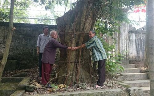 Cả làng canh cánh đêm ngày vì cây sưa trăm tỷ đồng