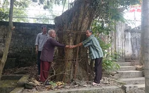 Cả làng canh cánh đêm ngày vì cây sưa trăm tỷ đồng