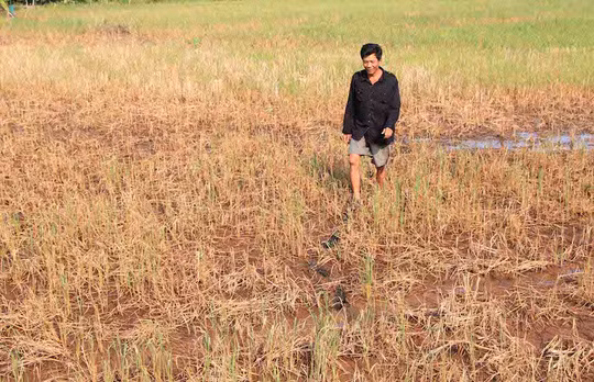 Lúa chết trên đồng do mặn xâm nhập ở ĐBSCL. Ảnh: Lê Khánh