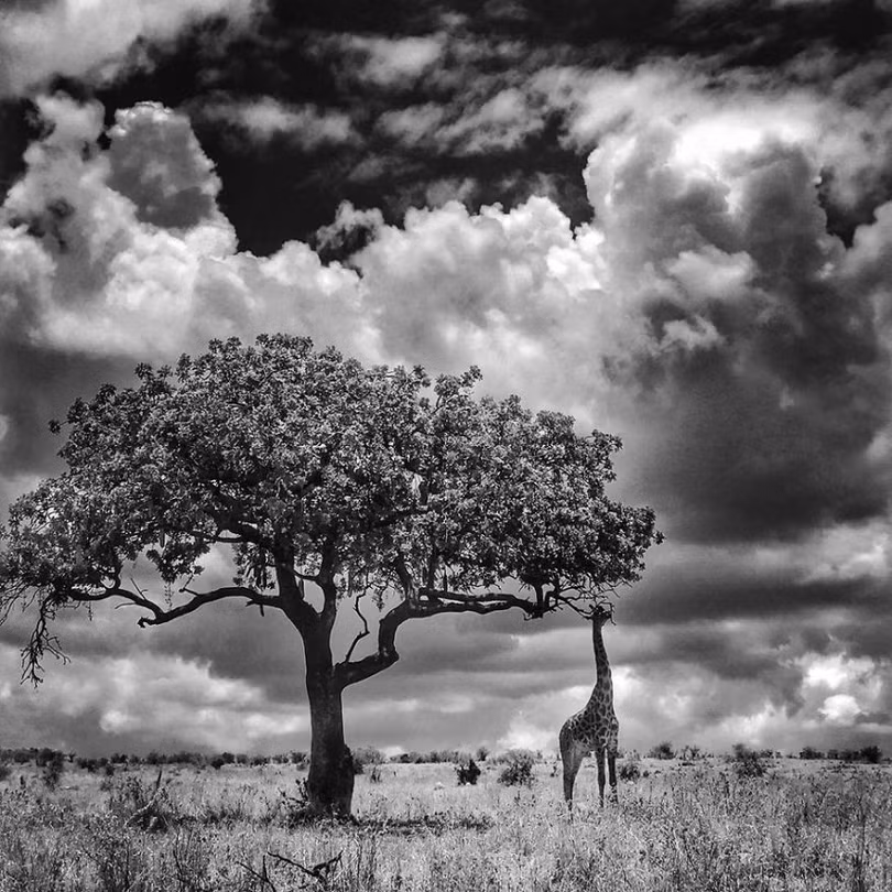 Những tấm ảnh xuất sắc nhất năm 2017 được chụp từ iPhone (Phần 2) ảnh 11