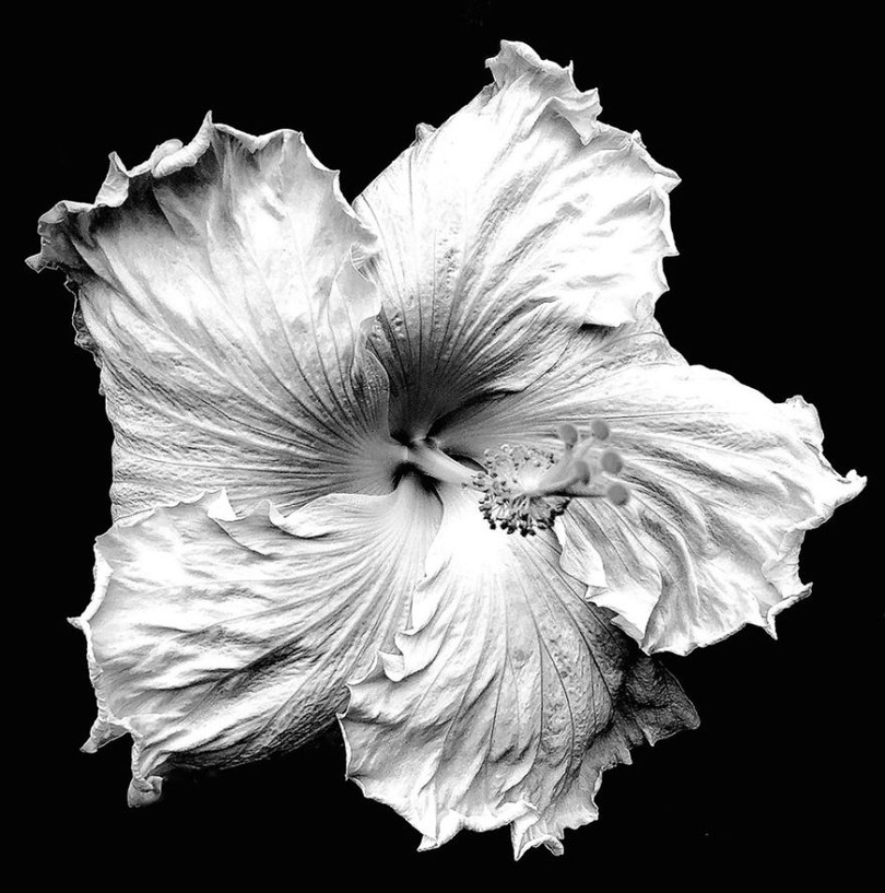 Những tấm ảnh xuất sắc nhất năm 2017 được chụp từ iPhone (Phần 2) ảnh 14