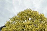 Cội mai vàng hơn 80 năm tuổi ở chợ hoa xuân Đà Nẵng