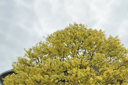 Cội mai vàng hơn 80 năm tuổi ở chợ hoa xuân Đà Nẵng