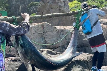 Con cá thu khủng dài 2 m, nặng 63 kg được anh Hải và bạn câu gánh lên bờ.