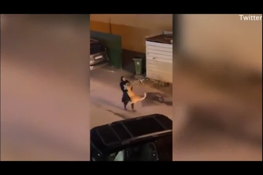 Clip cô gái tay không bắt sư tử đi lang thang trên phố gây sốc dân mạng