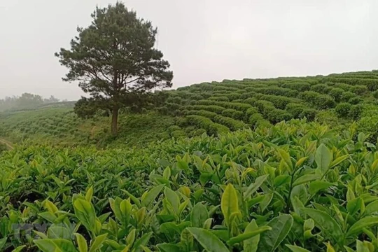 Khoa học công nghệ góp phần tăng năng lực cạnh tranh ngành nông nghiệp