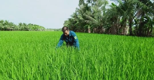 Canh tác lúa thông minh, tiền đề cho chuyển đổi số nông nghiệp