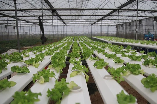 Trồng rau bằng smartphone,