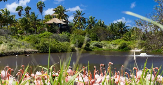 Thế giới động thực vật phong phú trên hòn đảo xa xỉ Necker - Ảnh: Virgin