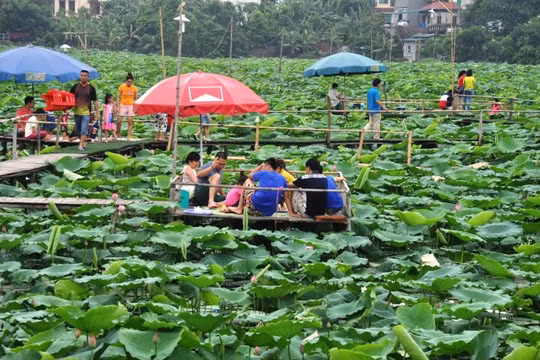 Không chỉ chụp ảnh, khách còn được phục vụ ăn uống tại đầm sen - Ảnh: QUANG THẾ