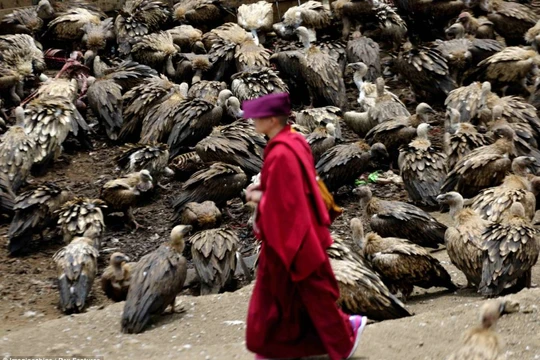 Người Tây Tạng không chôn cất xác chết mà mời chim kền kền đến ăn để linh hồn người thân được lên trời.