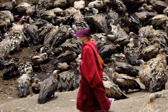 Người Tây Tạng không chôn cất xác chết mà mời chim kền kền đến ăn để linh hồn người thân được lên trời.