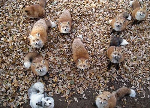 Nhiều loài cáo quý được nuôi tự nhiên trong làng